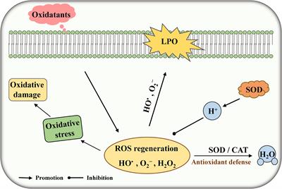 Enhanced Antioxidant Activity in Streptococcus thermophilus by High-Level Expression of Superoxide Dismutase